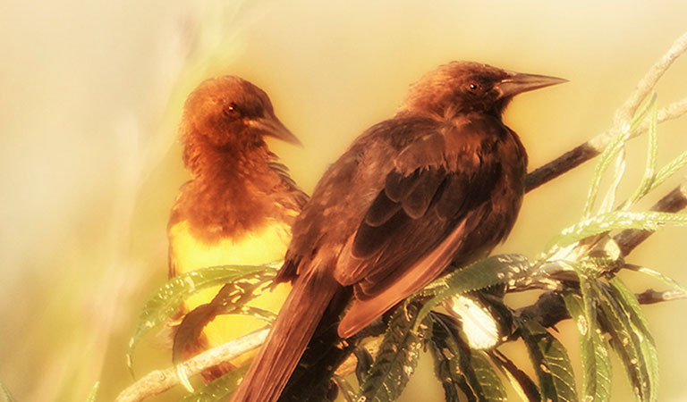 En la rama - Mercedes Orden, PG