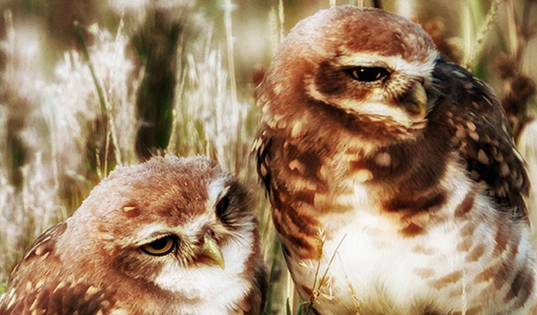 La parejita - Mercedes Orden, PG