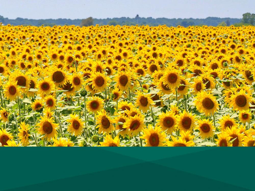 Programa de Certificación de Capacidades para Agtech