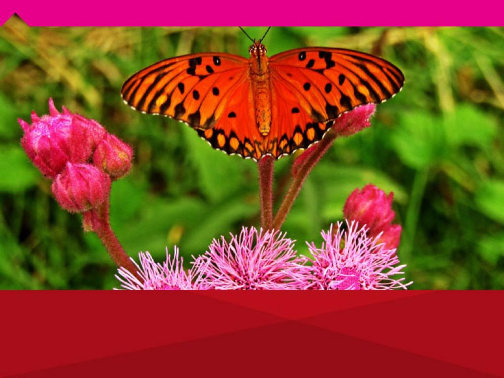 Curso de Posgrado en Biodiversidad Urbana