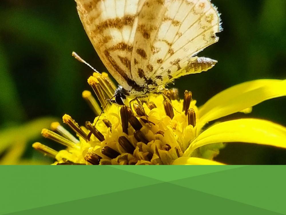 2do Concurso fotográfico de naturaleza urbana "Biodiversidad en el Jardin"