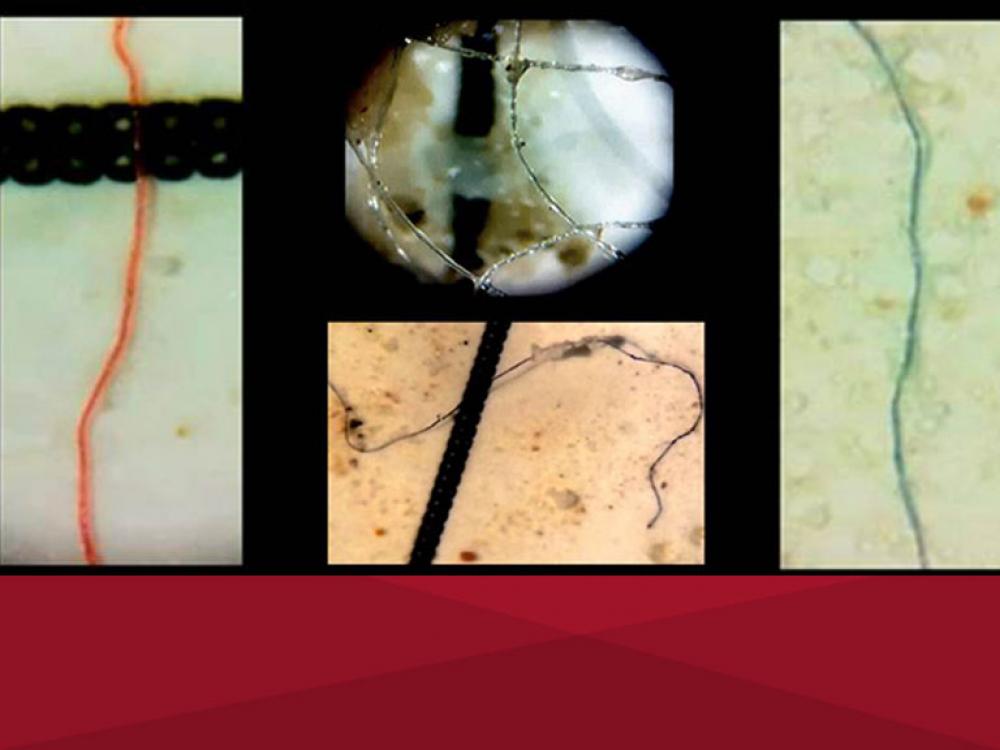 Hallan microplásticos en los peces de la costa porteña del Río de la Plata