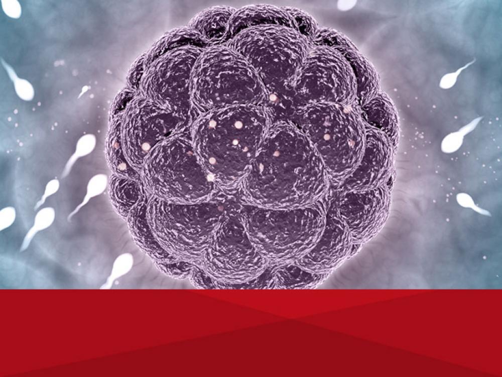 Diplomatura en Reproducción Asistida