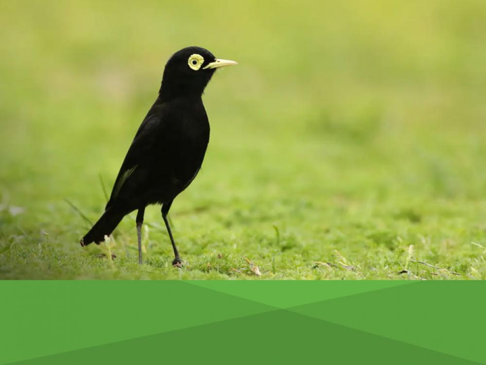 Cuántas especies de aves hay en CABA y cuáles son los seis mejores lugares para hacer avistaje